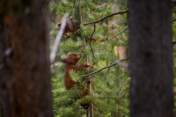 black bear cubs, Ursus americanus