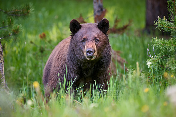 black bear feeding on grass, Ursus americanus