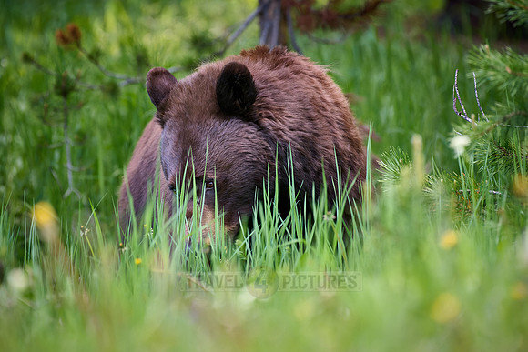 black bear feeding on grass, Ursus americanus