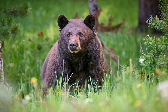 black bear feeding on grass, Ursus americanus