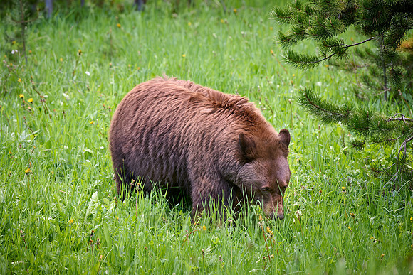 black bear feeding on grass, Ursus americanus