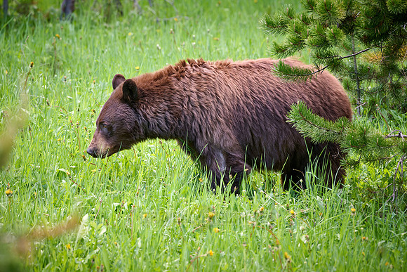 black bear feeding on grass, Ursus americanus