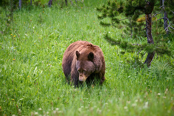 black bear feeding on grass, Ursus americanus