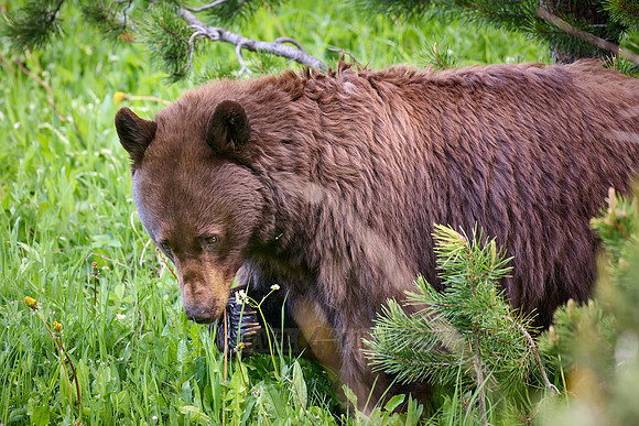 black bear feeding on grass, Ursus americanus
