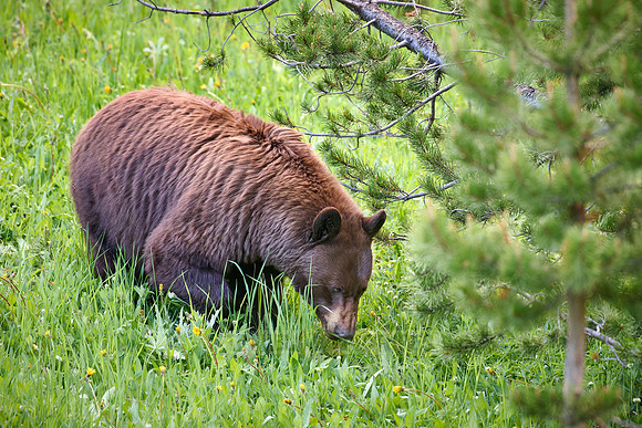 black bear feeding on grass, Ursus americanus