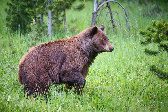 black bear feeding on grass, Ursus americanus