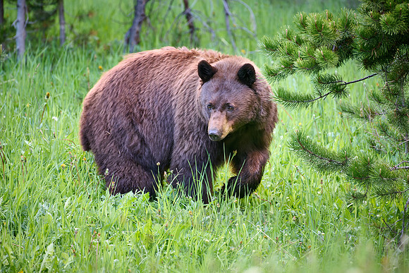 black bear feeding on grass, Ursus americanus