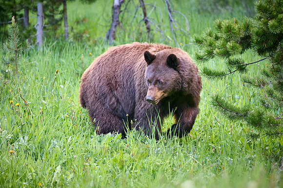 black bear feeding on grass, Ursus americanus