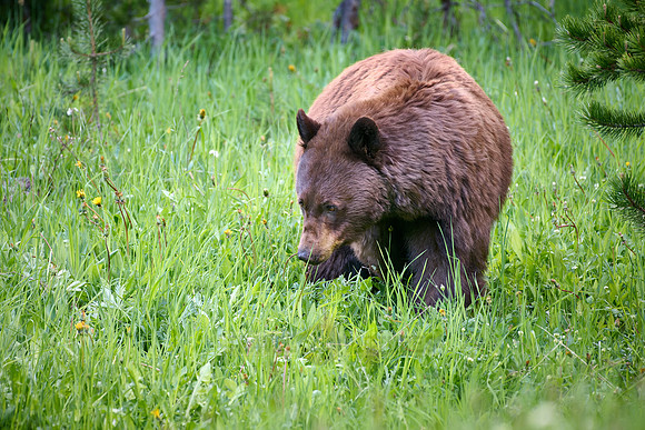 black bear feeding on grass, Ursus americanus