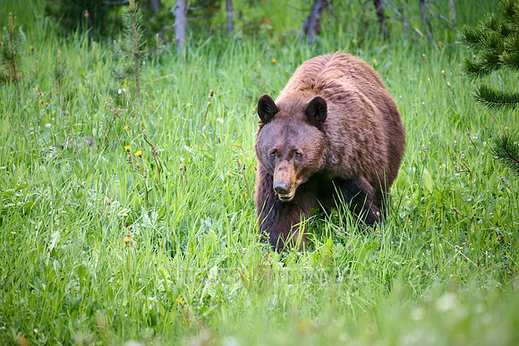 black bear feeding on grass, Ursus americanus