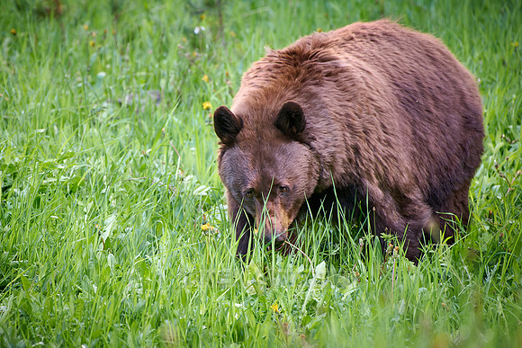 black bear feeding on grass, Ursus americanus