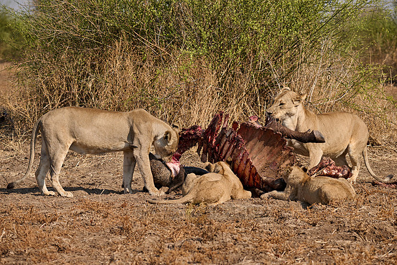 pride of lioness (Panthera leo) at buffalo kill
