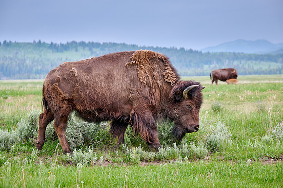 American bison (Bison bison), Grand Teton National Park