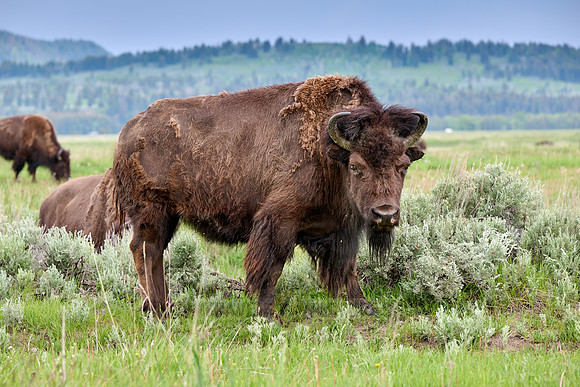 American bison (Bison bison), Grand Teton National Park