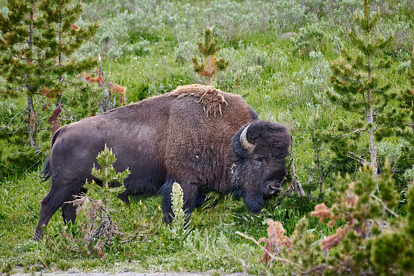 American bison (Bison bison) rubs off his winter fur on a bush