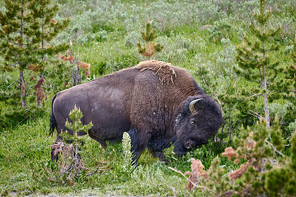 American bison (Bison bison) rubs off his winter fur on a bush