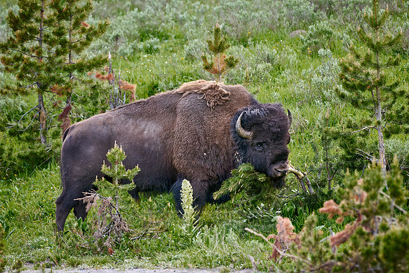 American bison (Bison bison) rubs off his winter fur on a bush