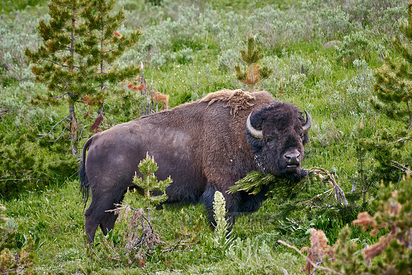 American bison (Bison bison) rubs off his winter fur on a bush