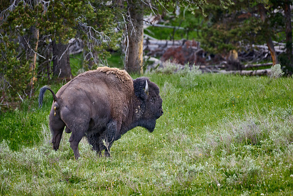 pooping American bison (Bison bison)