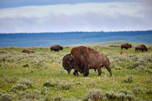 American bison (Bison bison), Yellowstone National Park