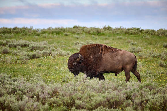 American bison (Bison bison), Yellowstone National Park