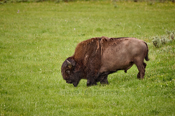 American bison (Bison bison), Yellowstone National Park