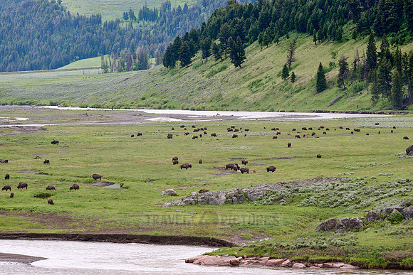 herd of American bison (Bison bison) in Lamar Valley