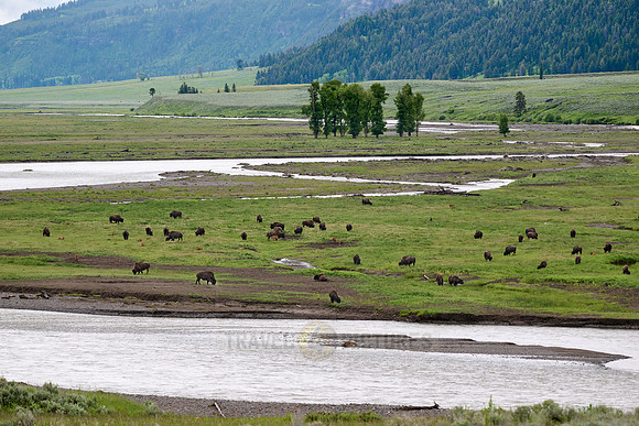 herd of American bison (Bison bison) in Lamar Valley
