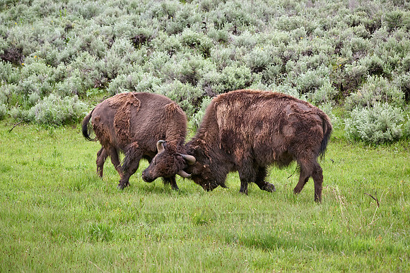 American bison (Bison bison), Yellowstone National Park
