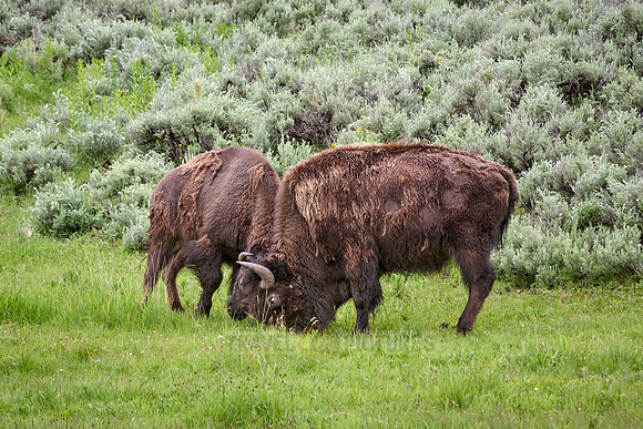 American bison (Bison bison), Yellowstone National Park