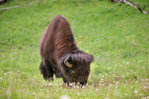 American bison (Bison bison), Yellowstone National Park