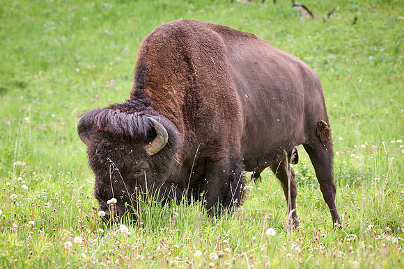 American bison (Bison bison), Yellowstone National Park