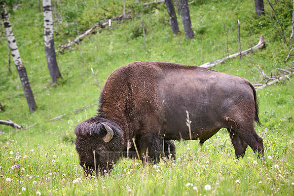 American bison (Bison bison), Yellowstone National Park