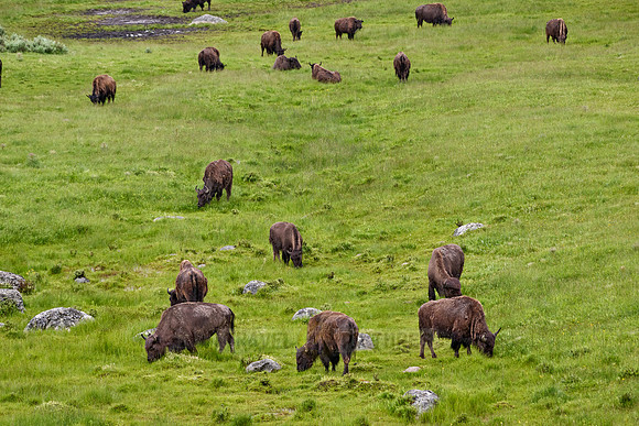 herd of American bison (Bison bison) in Lamar Valley