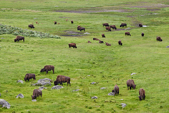 herd of American bison (Bison bison) in Lamar Valley