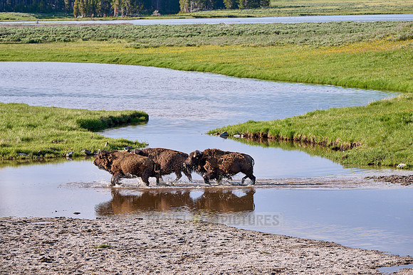 American bison (Bison bison), Yellowstone National Park