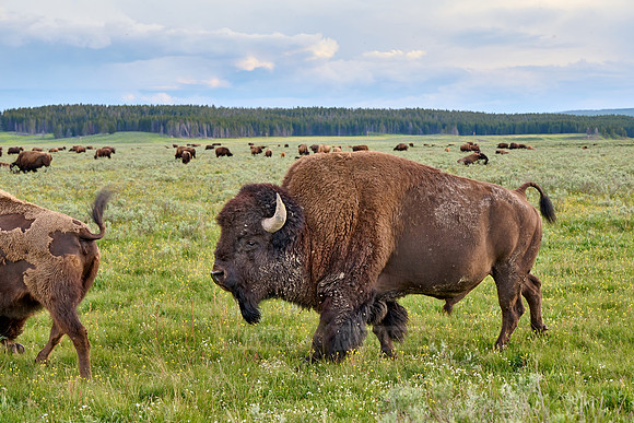 American bison (Bison bison), Yellowstone National Park