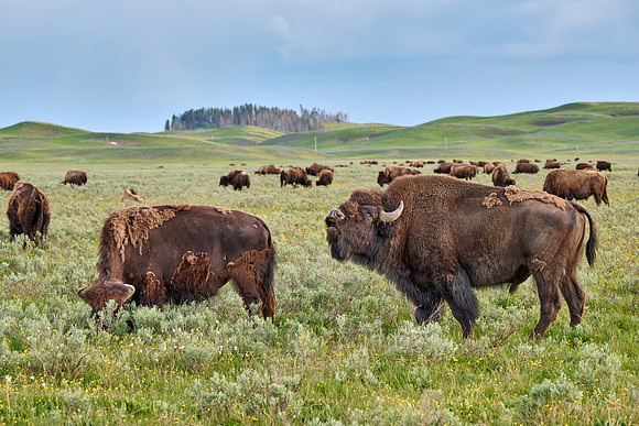American bison (Bison bison), Yellowstone National Park