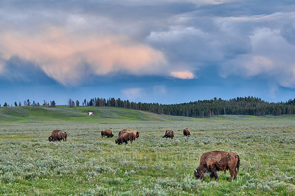American bison (Bison bison), Yellowstone National Park