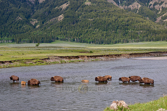 herd of American bison (Bison bison) crossing Lamar river