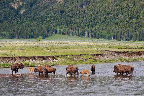 herd of American bison (Bison bison) crossing Lamar river