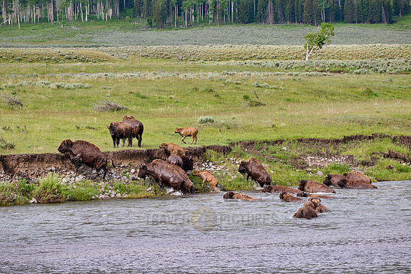 herd of American bison (Bison bison) crossing Lamar river