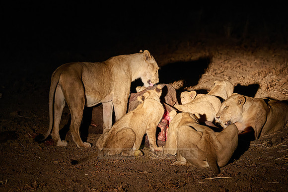 night shot pride of lioness (Panthera leo) at buffalo kill