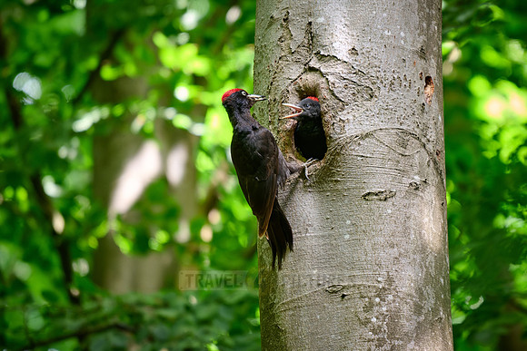 black woodpecker feeds fledgling at tree hollow