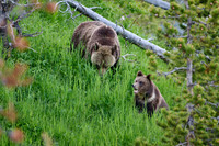 Grizzly bear with cubs, Ursus arctos horribilis, Yellowstone National Park