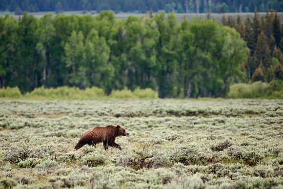subadult Grizzly bear, Ursus arctos horribilis