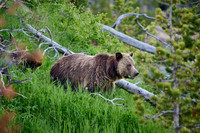 Grizzly bear with cubs, Ursus arctos horribilis, Yellowstone National Park