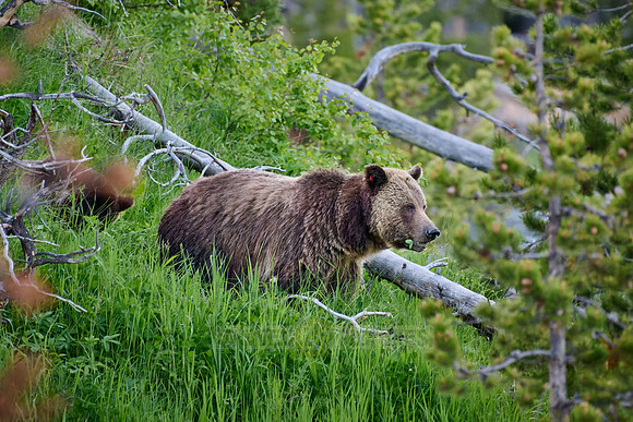 Grizzly bear with cubs, Ursus arctos horribilis, Yellowstone National Park