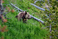 Grizzly bear with cubs, Ursus arctos horribilis, Yellowstone National Park