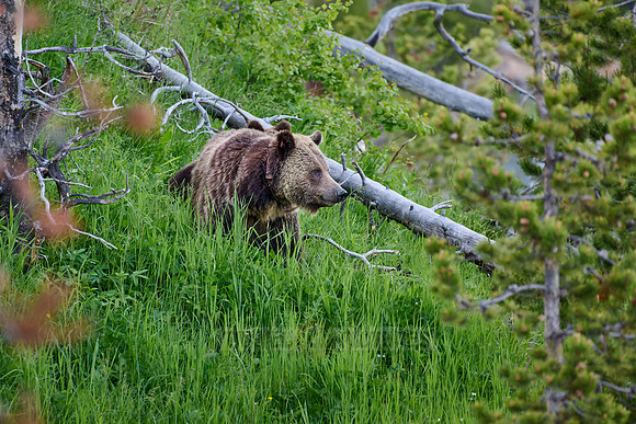 Grizzly bear with cubs, Ursus arctos horribilis, Yellowstone National Park